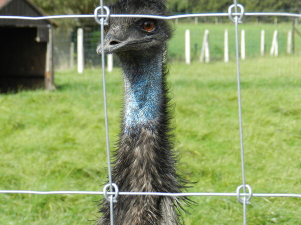 jurgen den baes weide afsluitingen